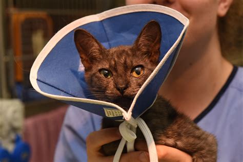 alternative to cone of shame for cats|elizabethan collar alternative for cats.